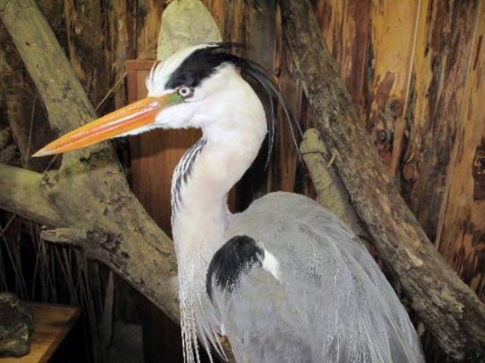 Museo Fauna Selvatica ad Arezzo